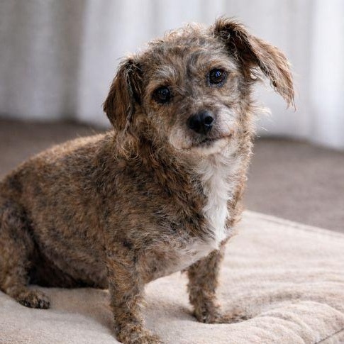 Enlarge Ursula, a Adoptable mixed breed in Hartford, VT image 3/6