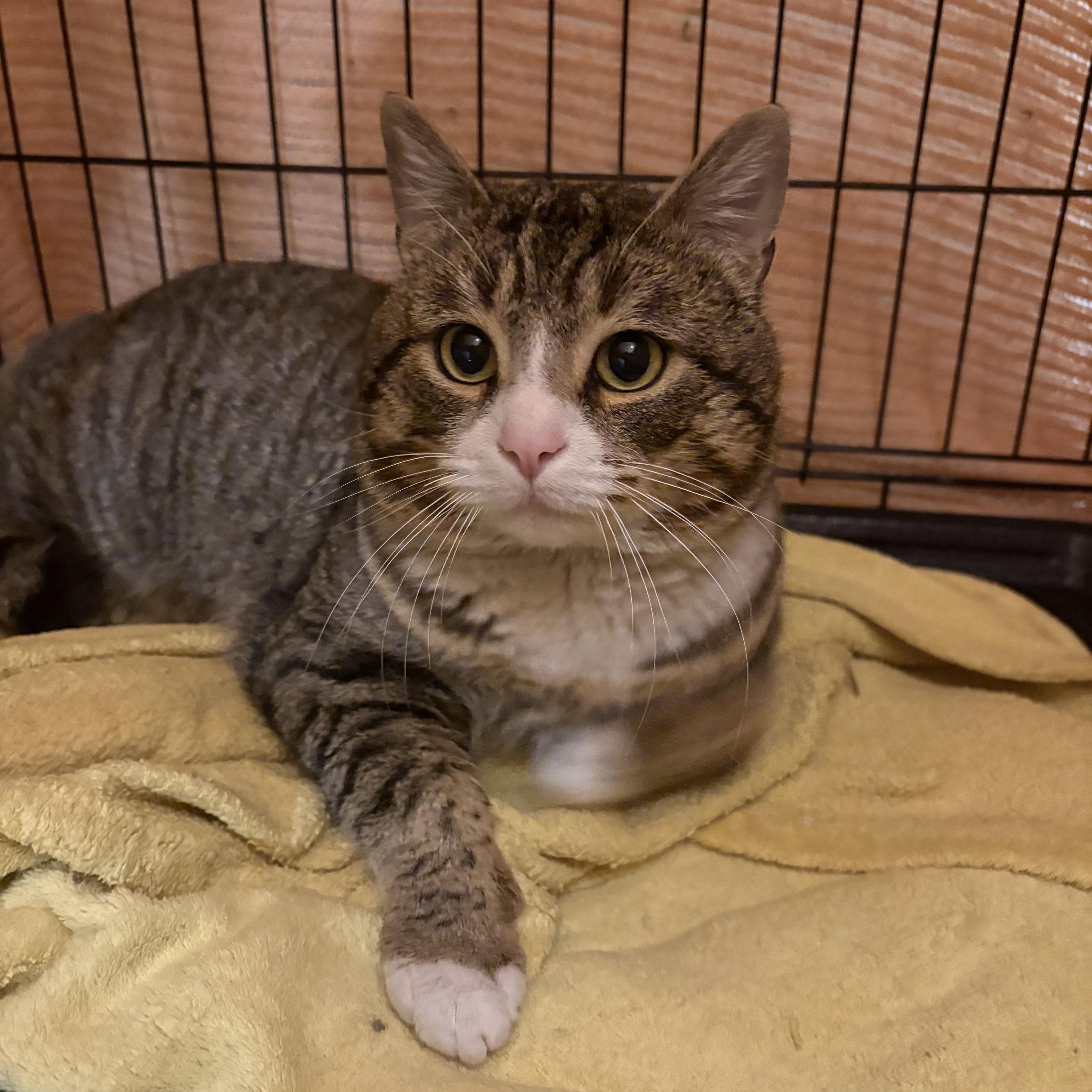 Jefferson, adopted, Adult Male Domestic Short Hair.