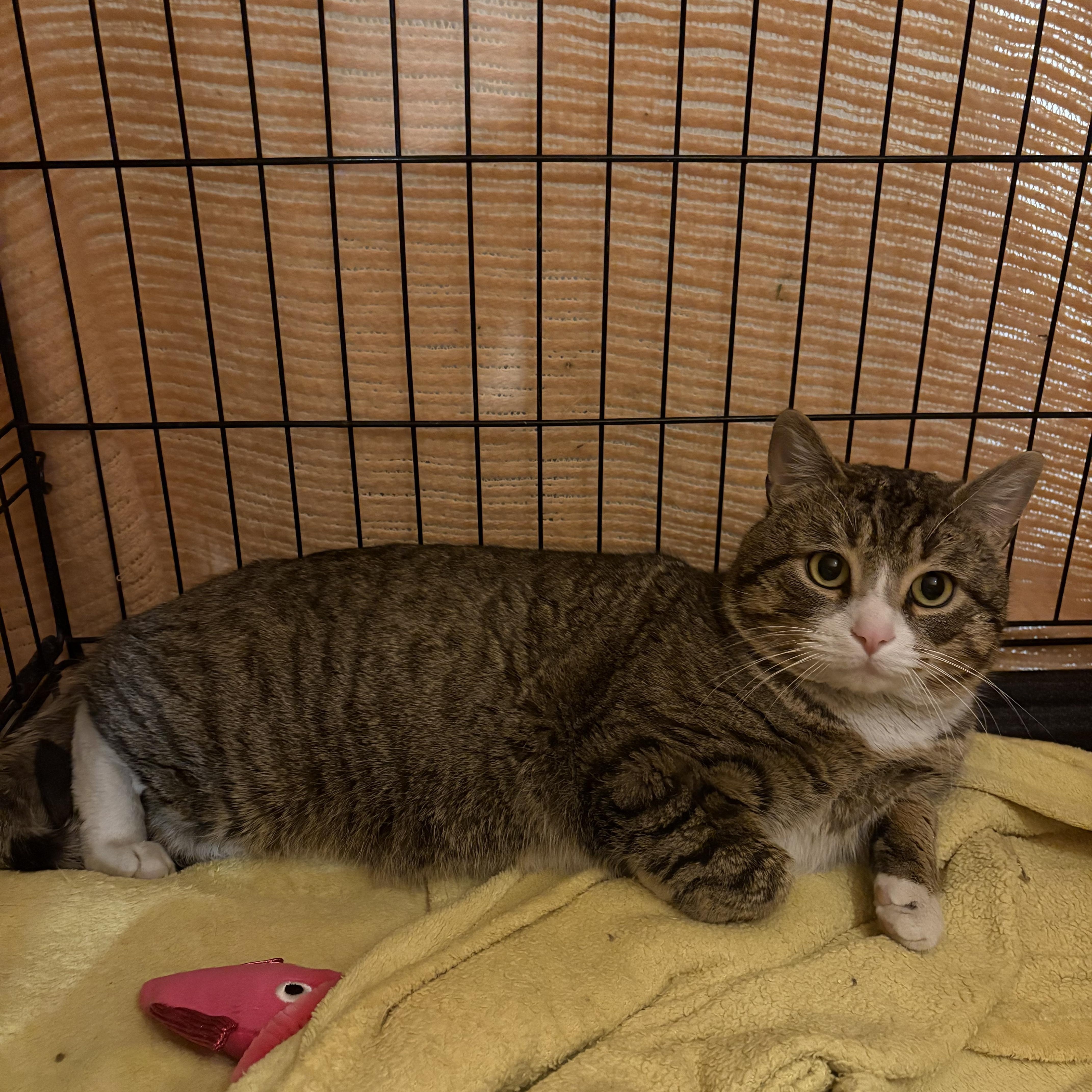 Enlarge Jefferson, an adopted Domestic Short Hair in Fredericton, NB image 6/6