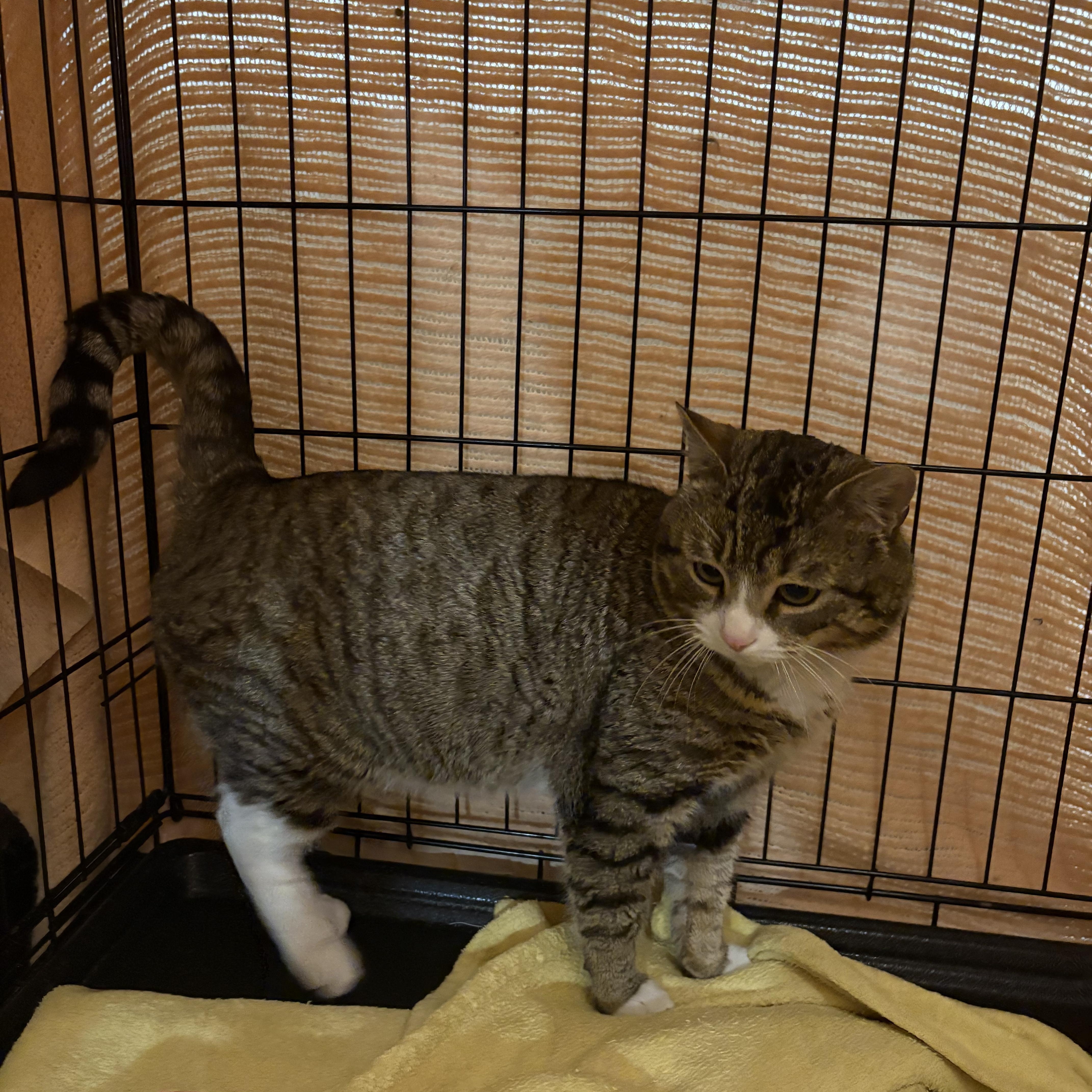 Enlarge Jefferson, an adopted Domestic Short Hair in Fredericton, NB image 5/6