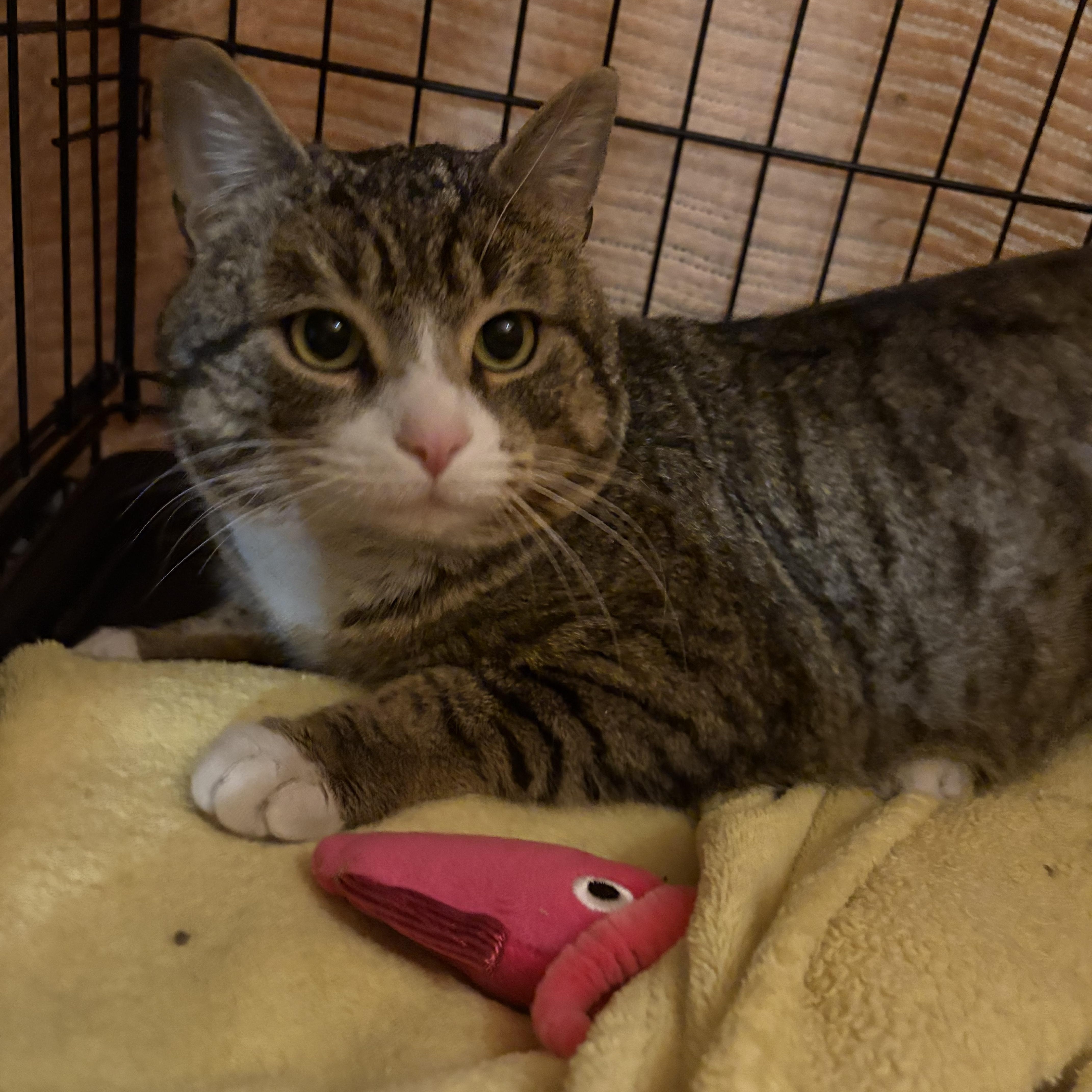 Enlarge Jefferson, an adopted Domestic Short Hair in Fredericton, NB image 3/6