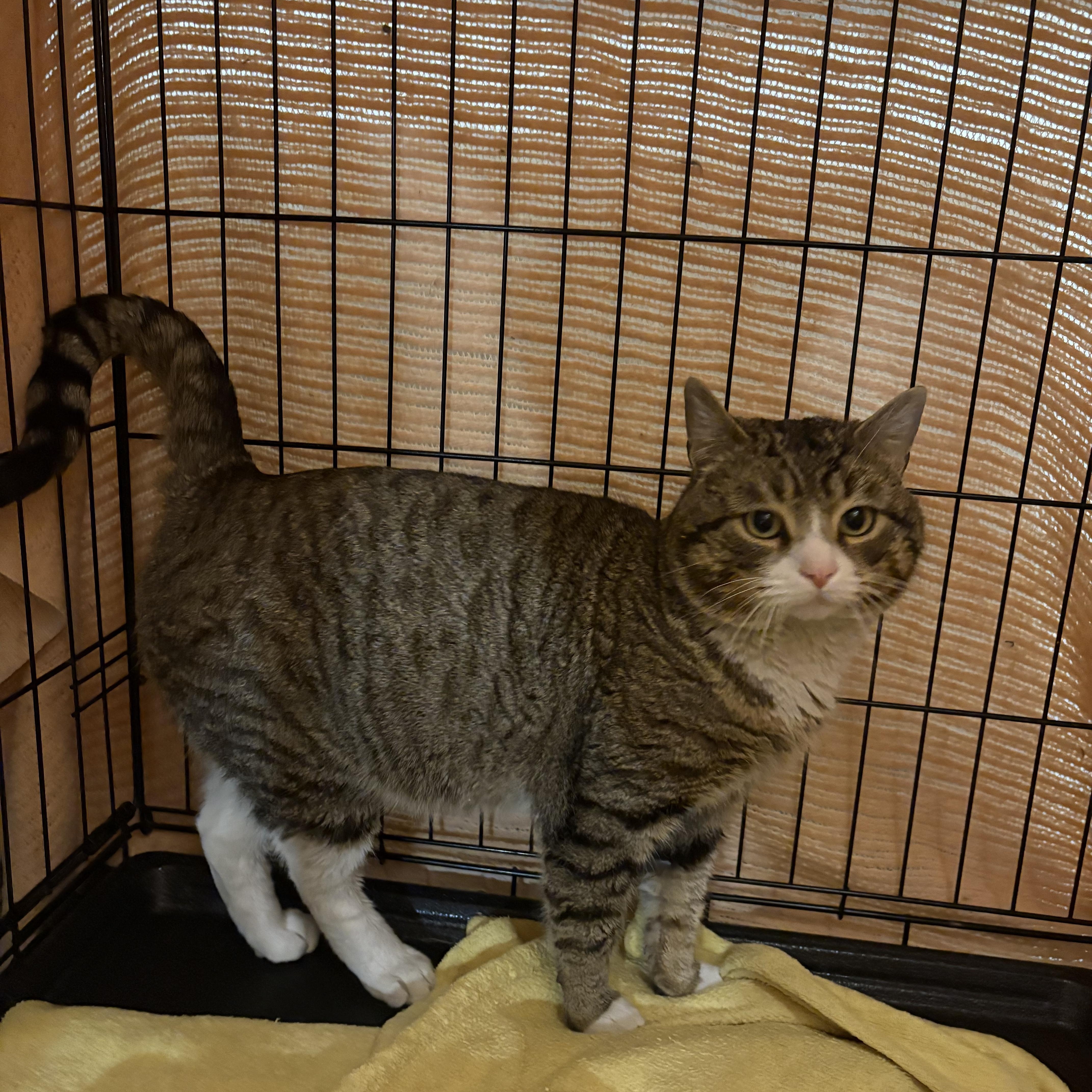 Enlarge Jefferson, an adopted Domestic Short Hair in Fredericton, NB image 4/6