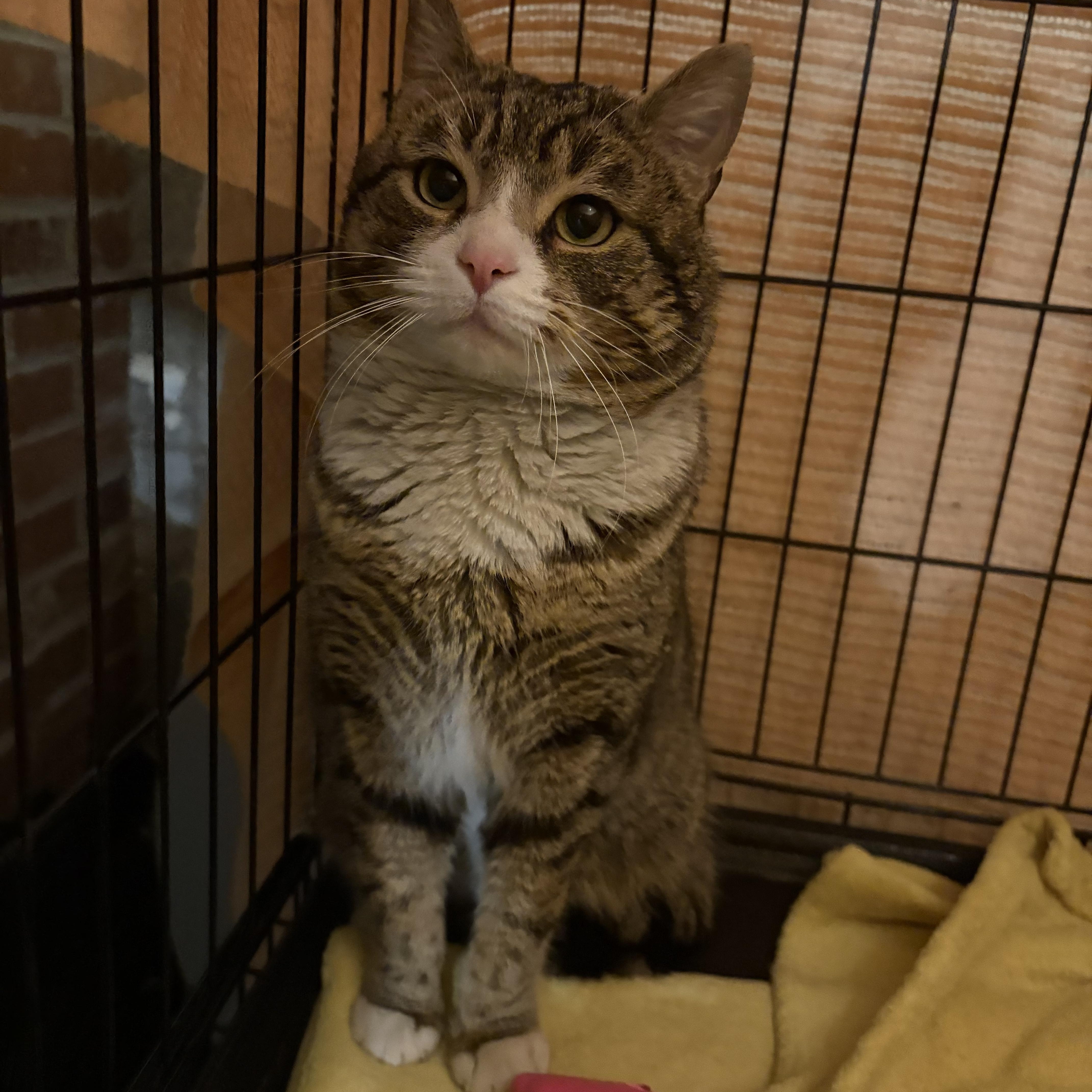 Enlarge Jefferson, an adopted Domestic Short Hair in Fredericton, NB image 2/6