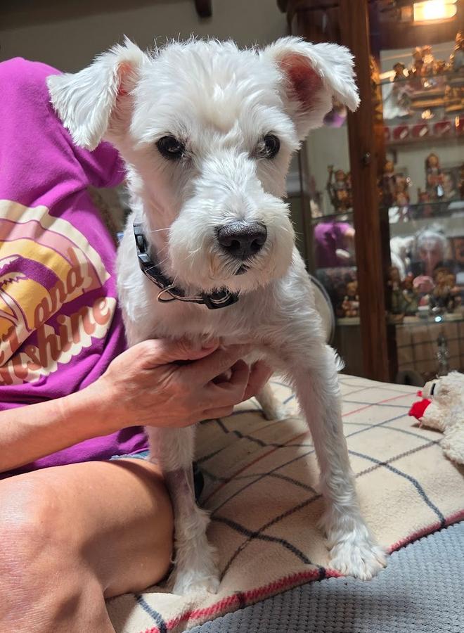 DaiChi, a Adoptable Schnauzer in Osteen, FL image 1/3