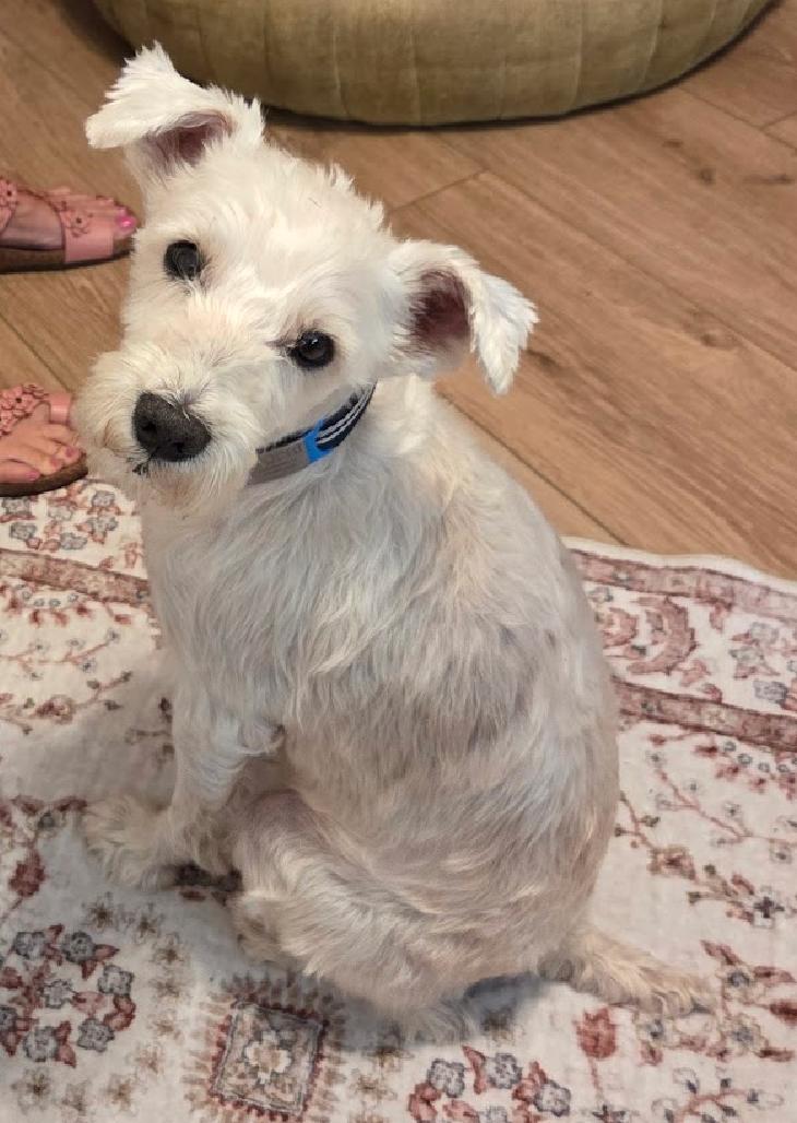 DaiChi, a Adoptable Schnauzer in Osteen, FL image 2/3