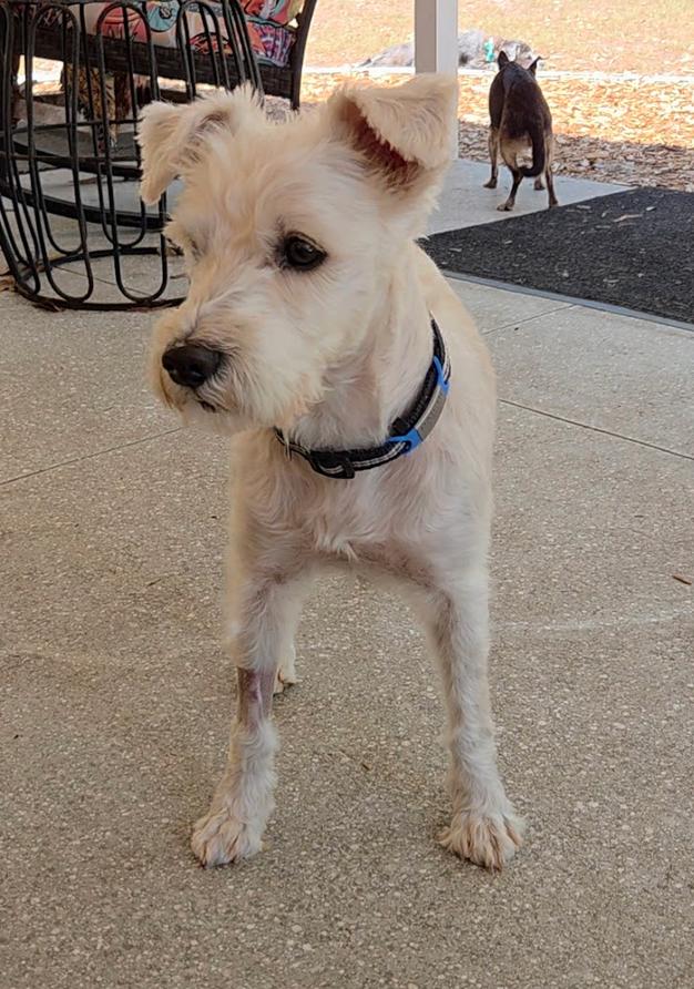 DaiChi, a Adoptable Schnauzer in Osteen, FL image 3/3