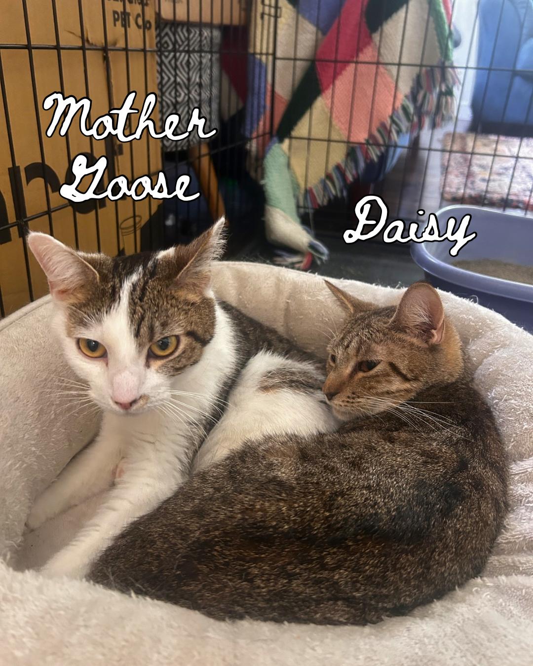 Daisy & Mother Goose (bonded pair), a ADOPTABLE Domestic Short Hair in Nashville, TN image 1/3