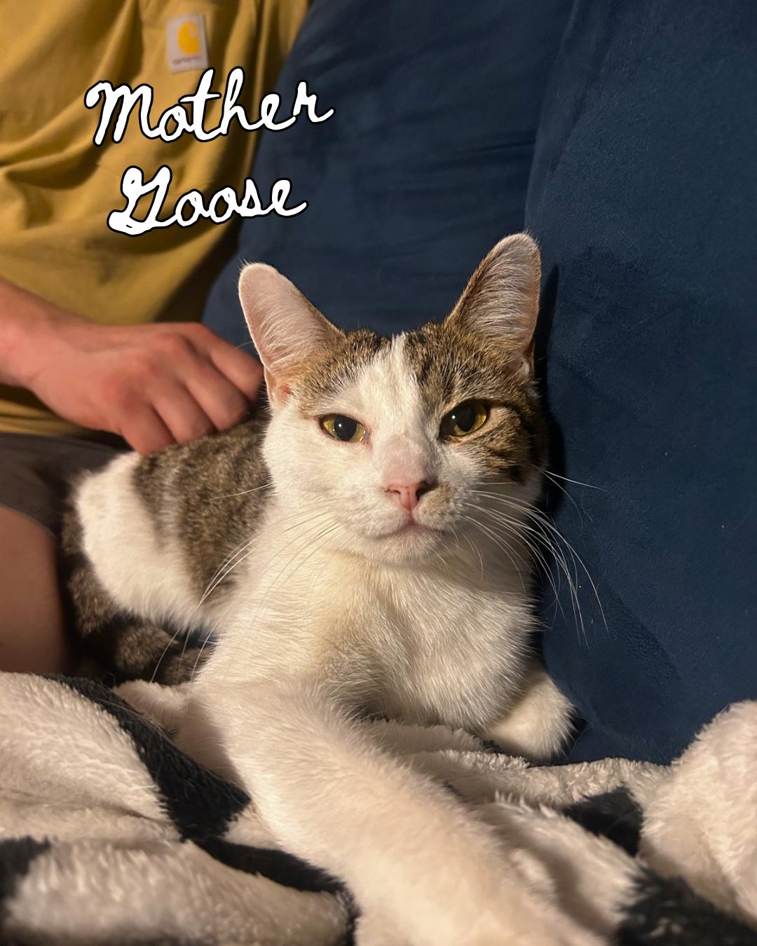 Daisy & Mother Goose (bonded pair), a ADOPTABLE Domestic Short Hair in Nashville, TN image 3/3