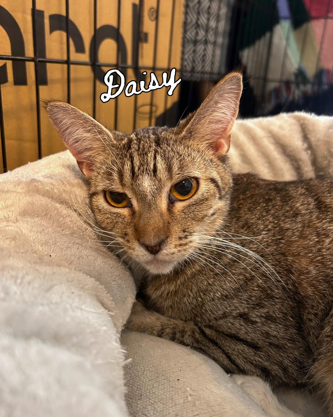 Daisy & Mother Goose (bonded pair), a ADOPTABLE Domestic Short Hair in Nashville, TN image 2/3