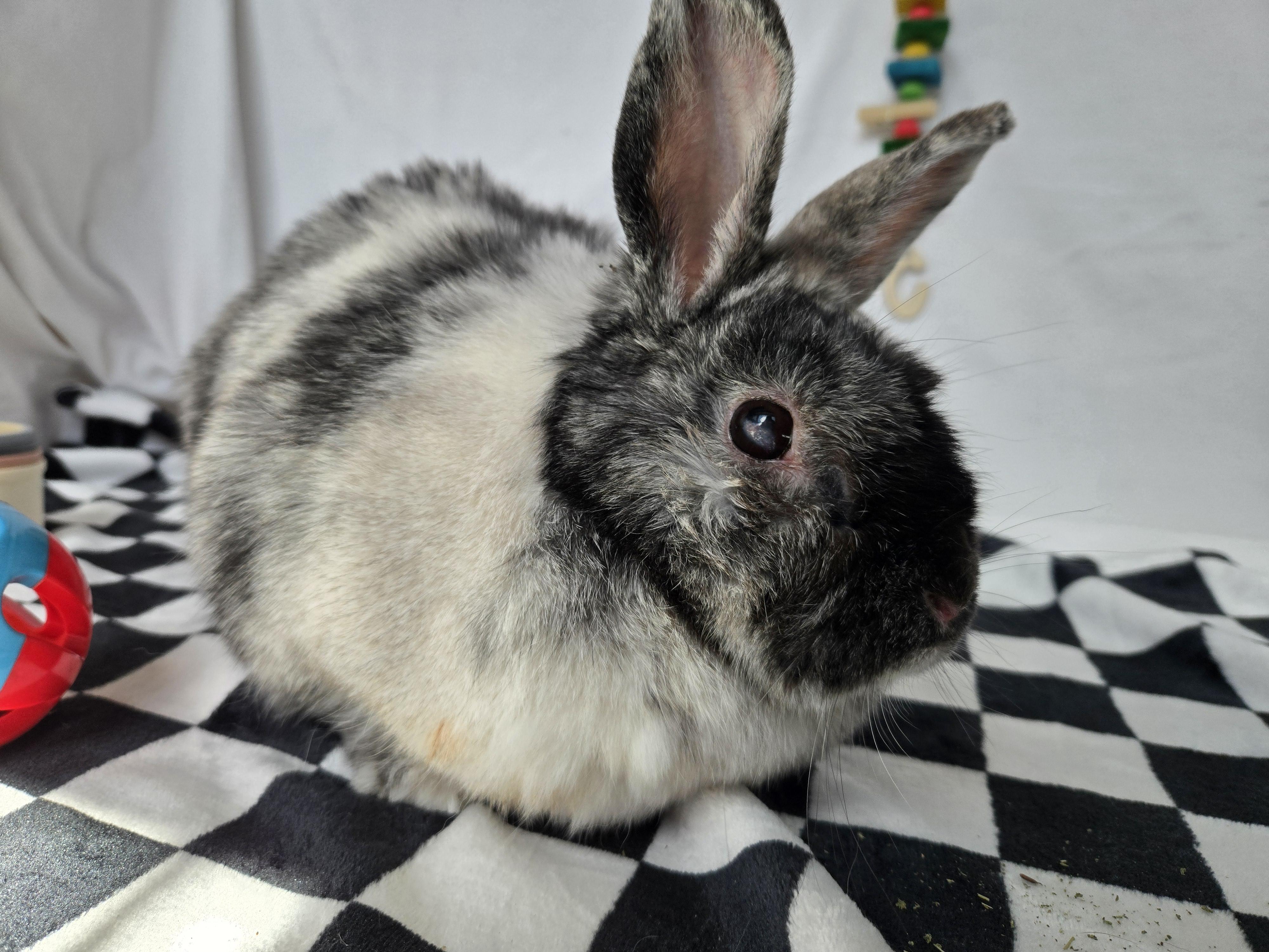 Enlarge Dottie, an adoptable mixed breed in Andover, MA image 6/6