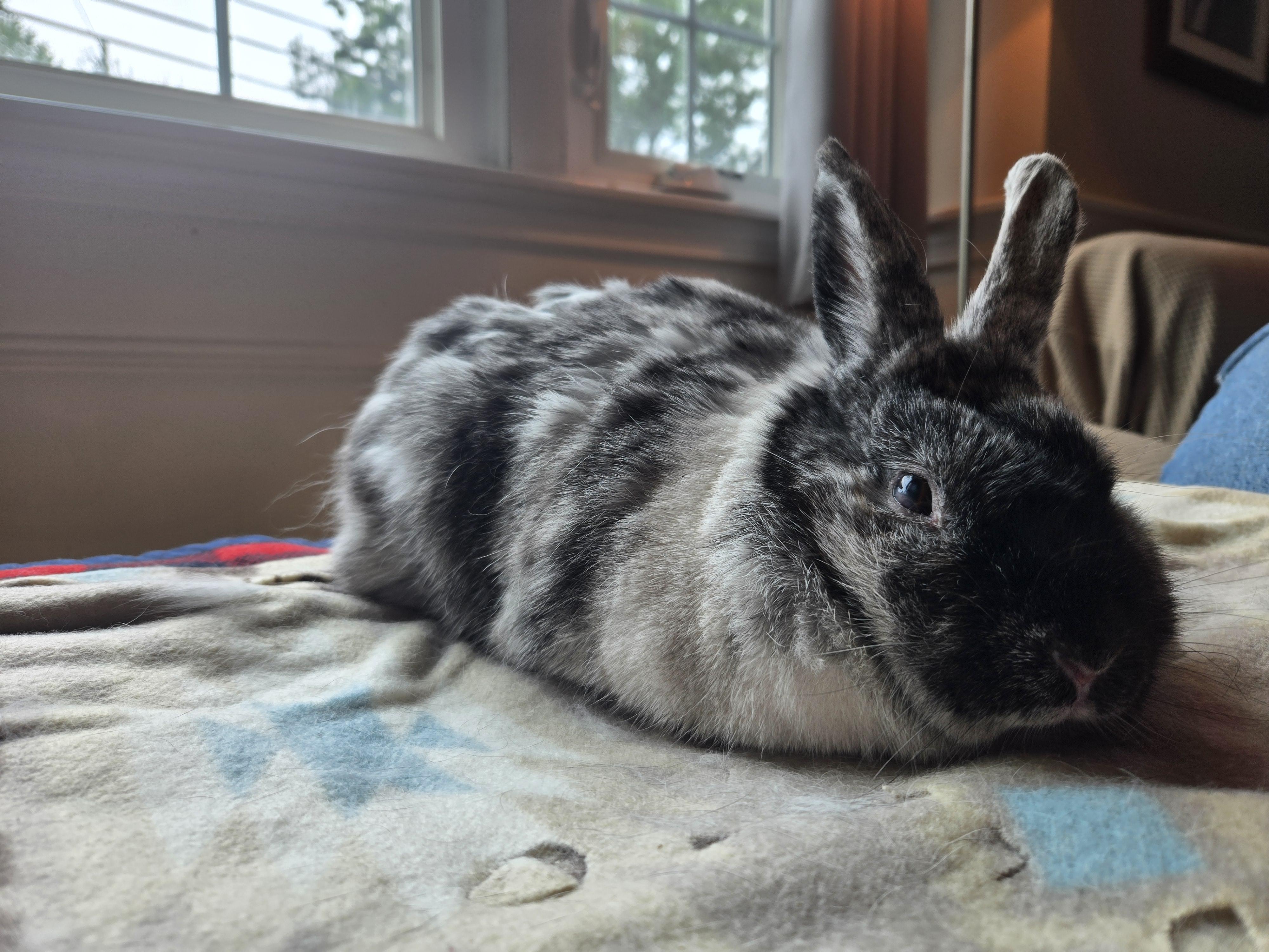 Enlarge Dottie, an adoptable mixed breed in Andover, MA image 4/6