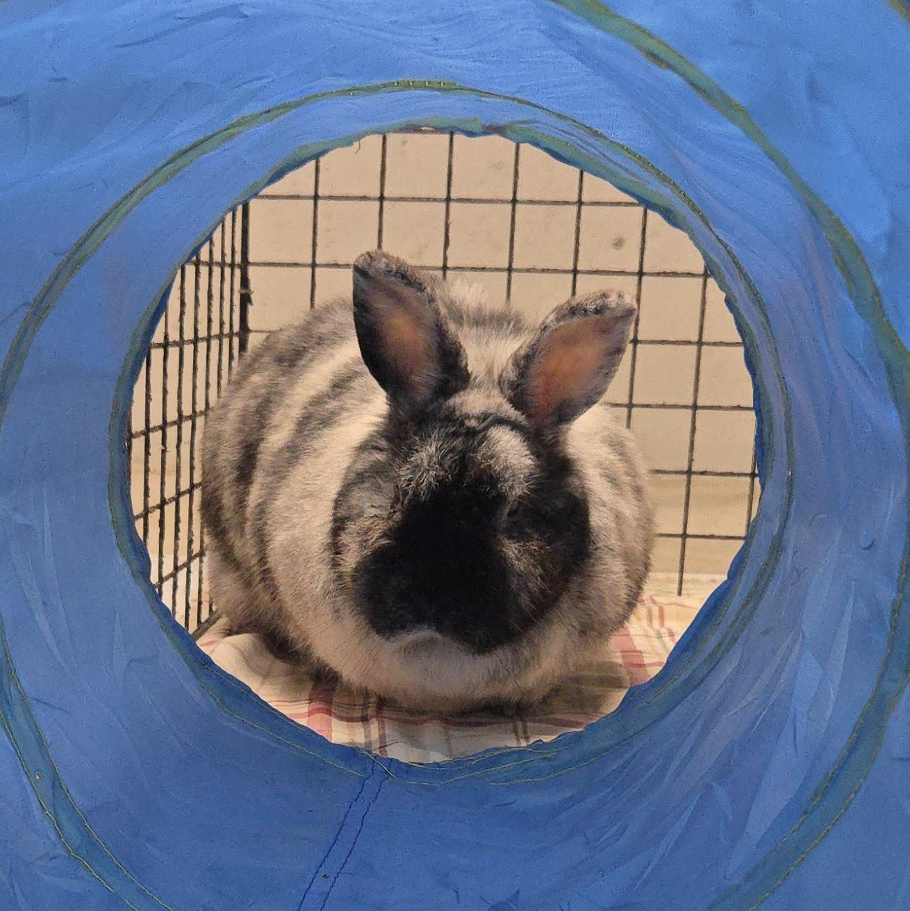 Enlarge Dottie, an adoptable mixed breed in Andover, MA image 5/6