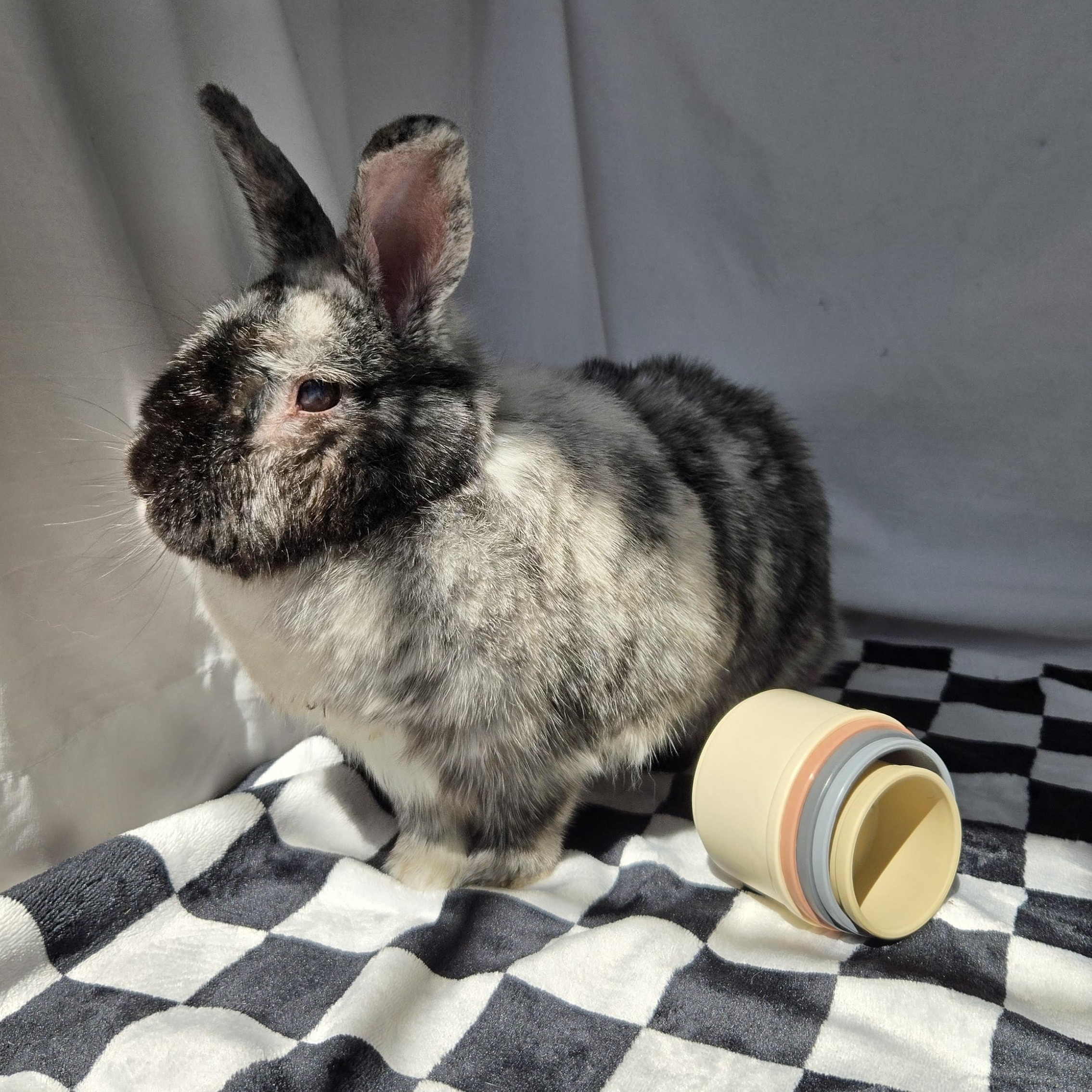 Enlarge Dottie, an adoptable mixed breed in Andover, MA image 3/6
