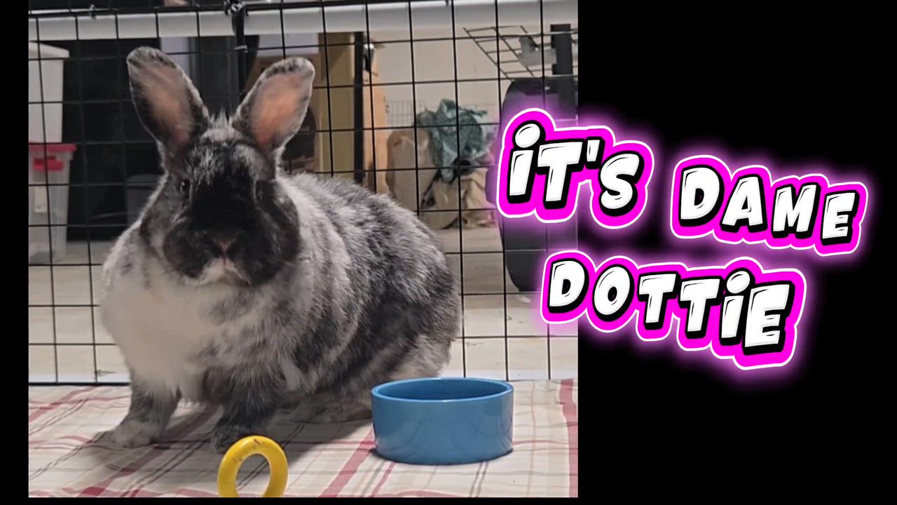 Enlarge Dottie, an adoptable mixed breed in Andover, MA video 2/6