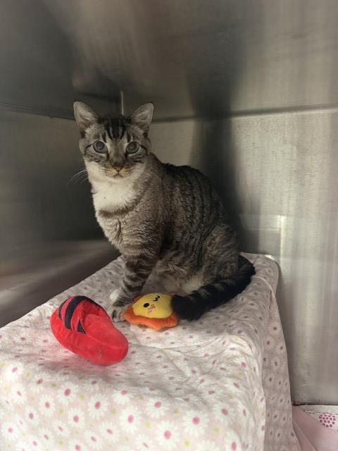 Enlarge PHILLY, a Adoptable Domestic Medium Hair in Redlands, CA image 1/1