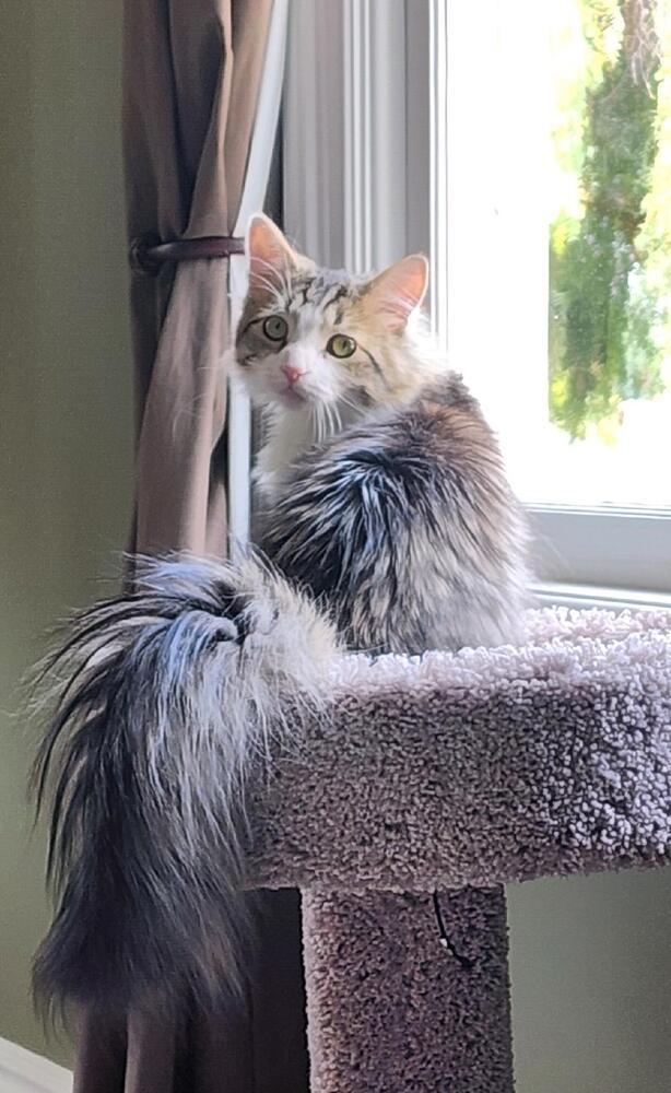 Stevie, Adoptable, Young Male Tabby & Domestic Long Hair.