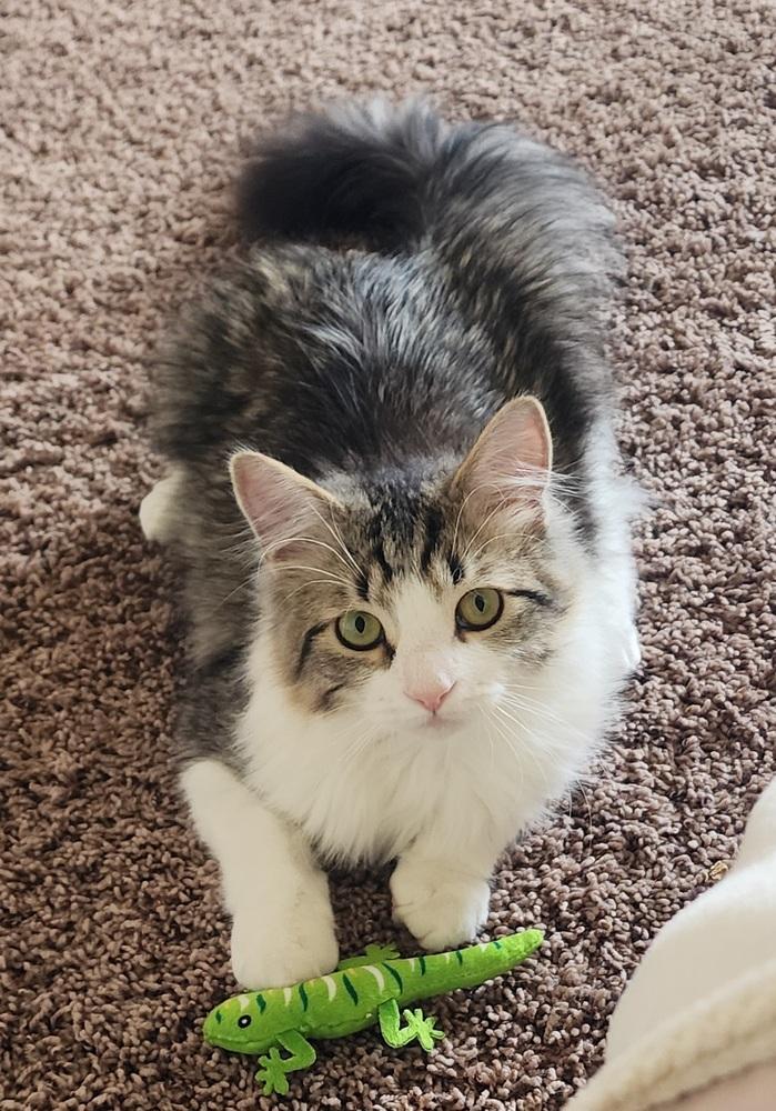 Enlarge Stevie, a Adoptable mixed breed in Calimesa, CA image 2/2