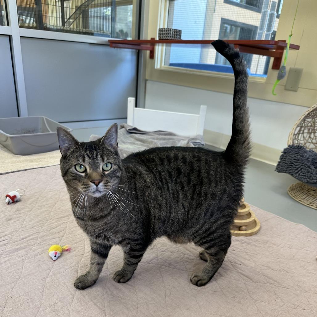 Enlarge Mack, a Adoptable Domestic Short Hair in Bedford, NH image 1/4