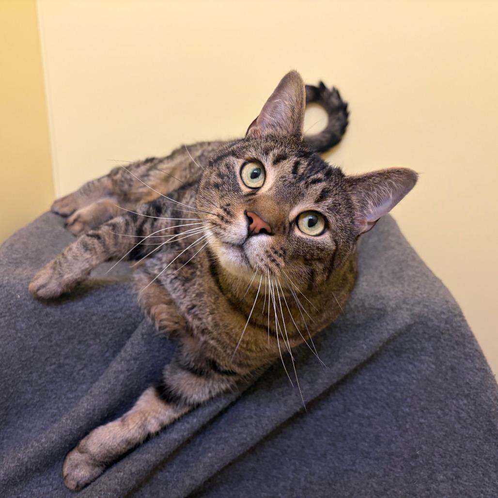 Mack, Adoptable, Adult Male Domestic Short Hair.