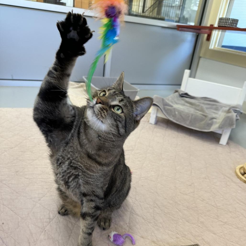 Enlarge Mack, a Adoptable Domestic Short Hair in Bedford, NH image 3/4