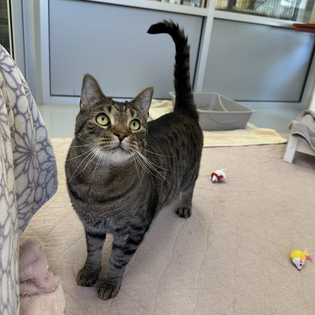 Enlarge Mack, a Adoptable Domestic Short Hair in Bedford, NH image 4/4