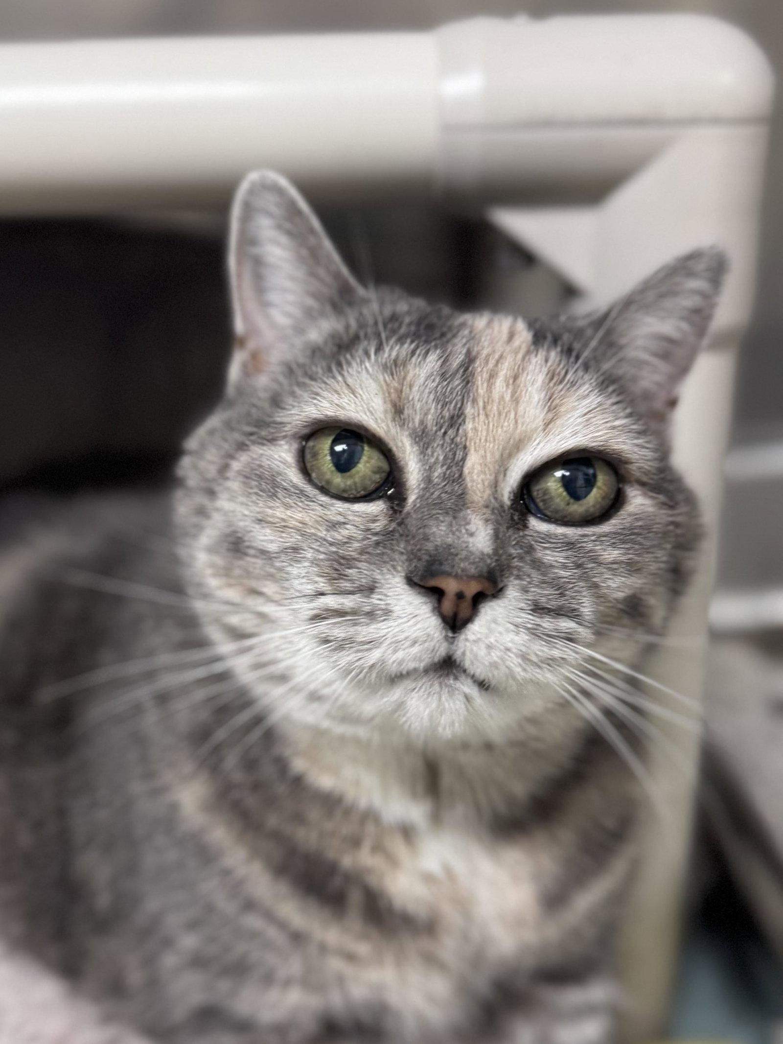 KiKi - Pending photo