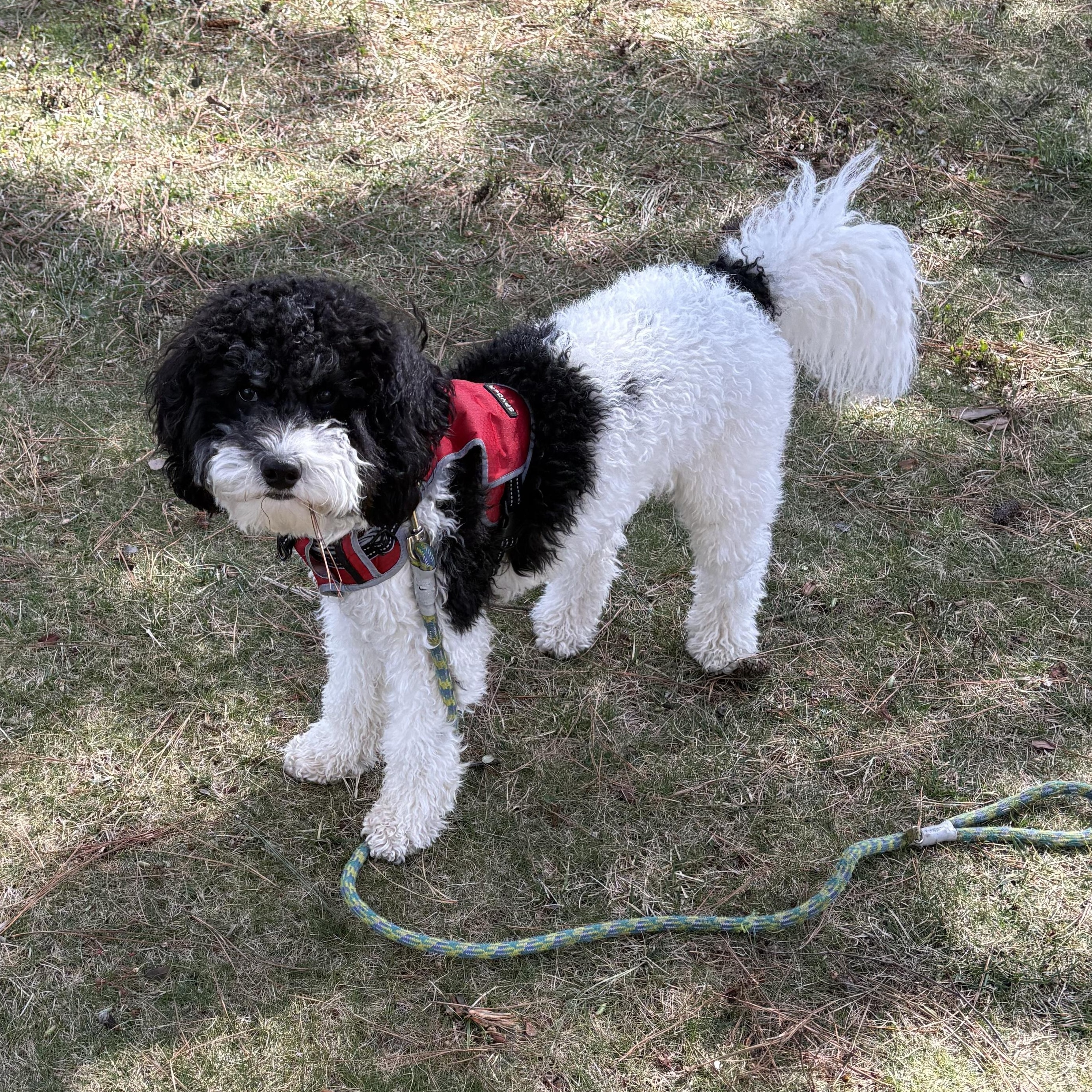 Nitro , adopted, Young Male Cockapoo.