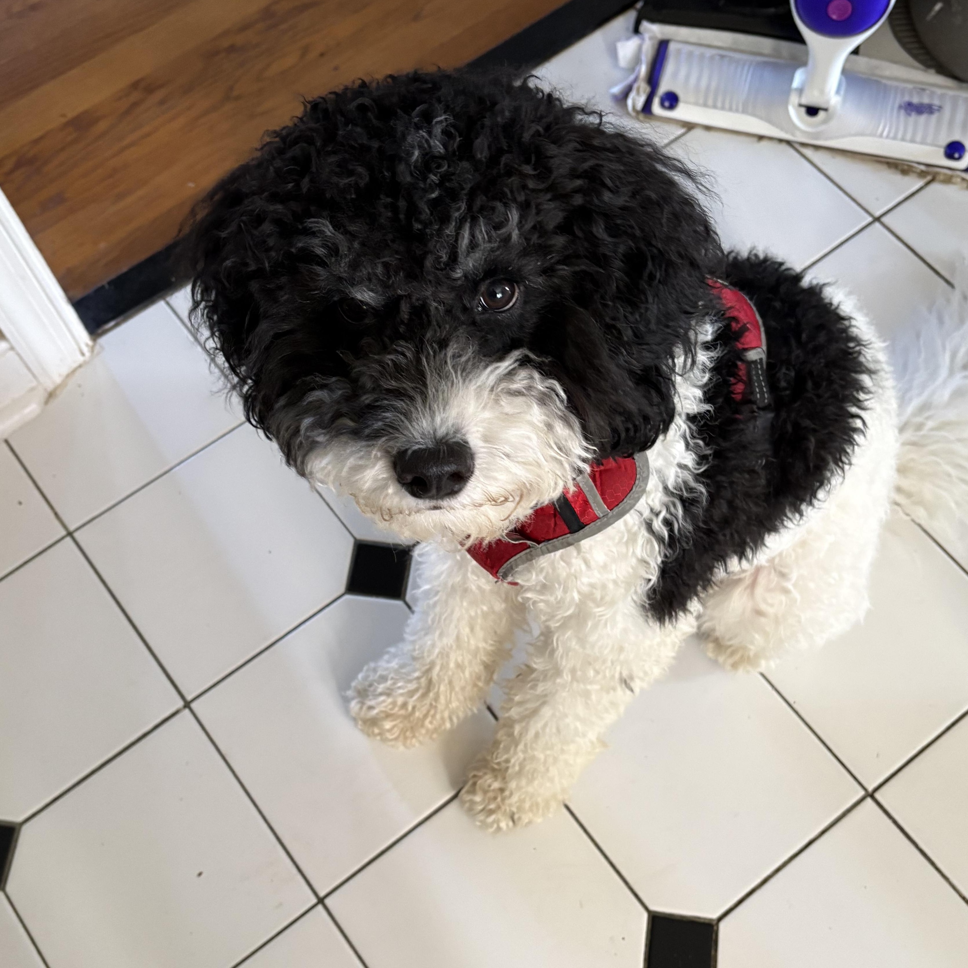 Enlarge Nitro , an adopted Cockapoo in Richmond, VA image 4/6