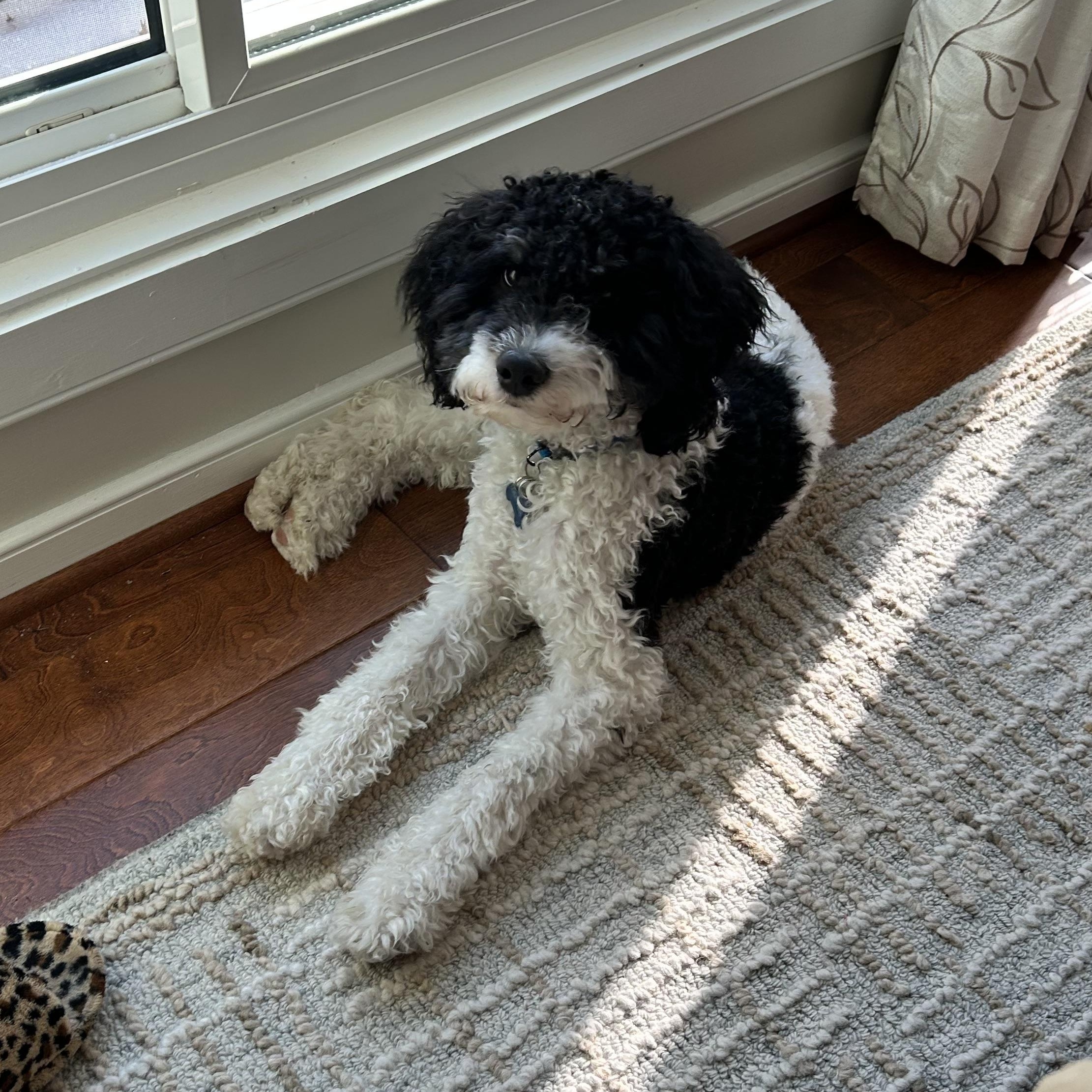 Enlarge Nitro , an adopted Cockapoo in Richmond, VA image 5/6