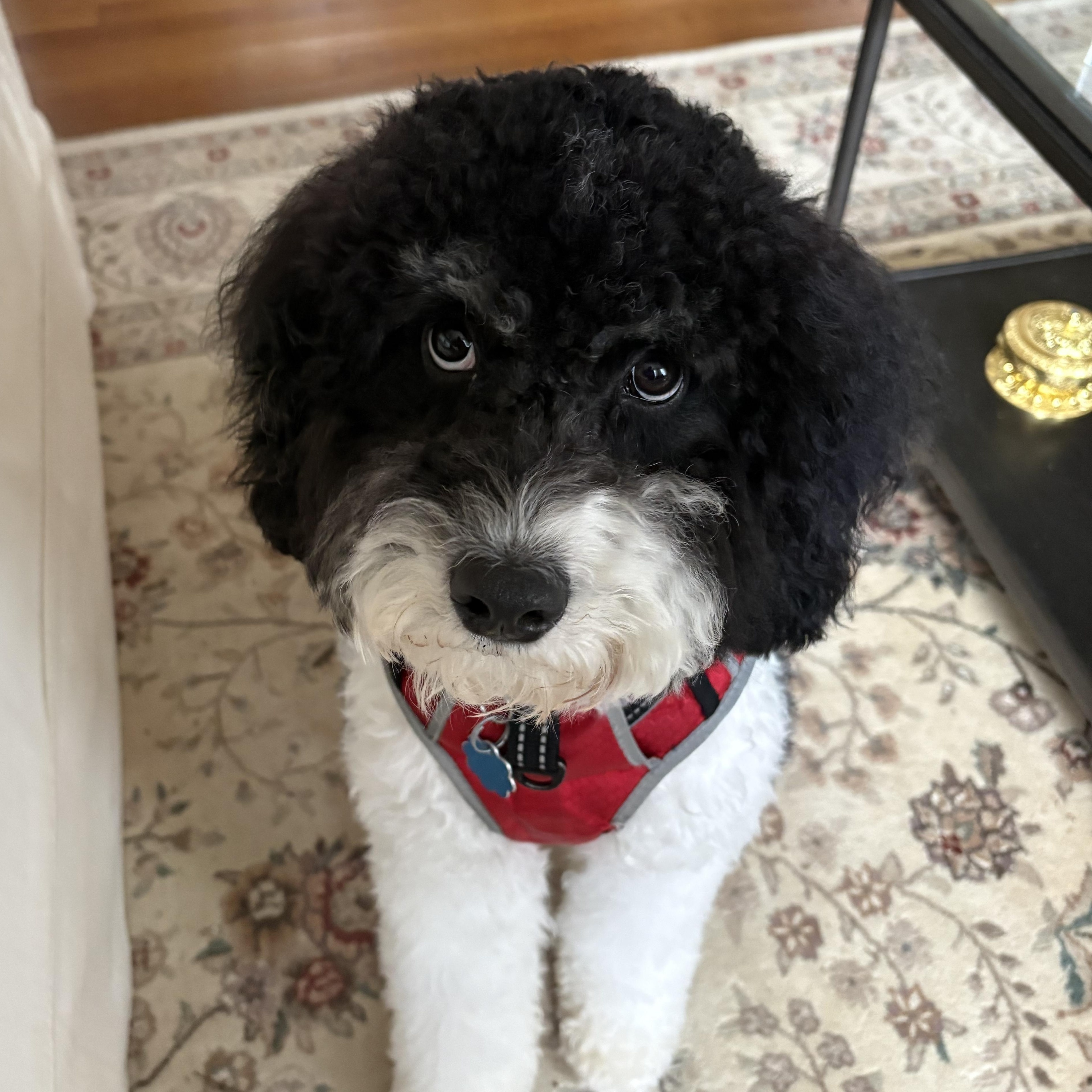 Enlarge Nitro , an adopted Cockapoo in Richmond, VA image 2/6