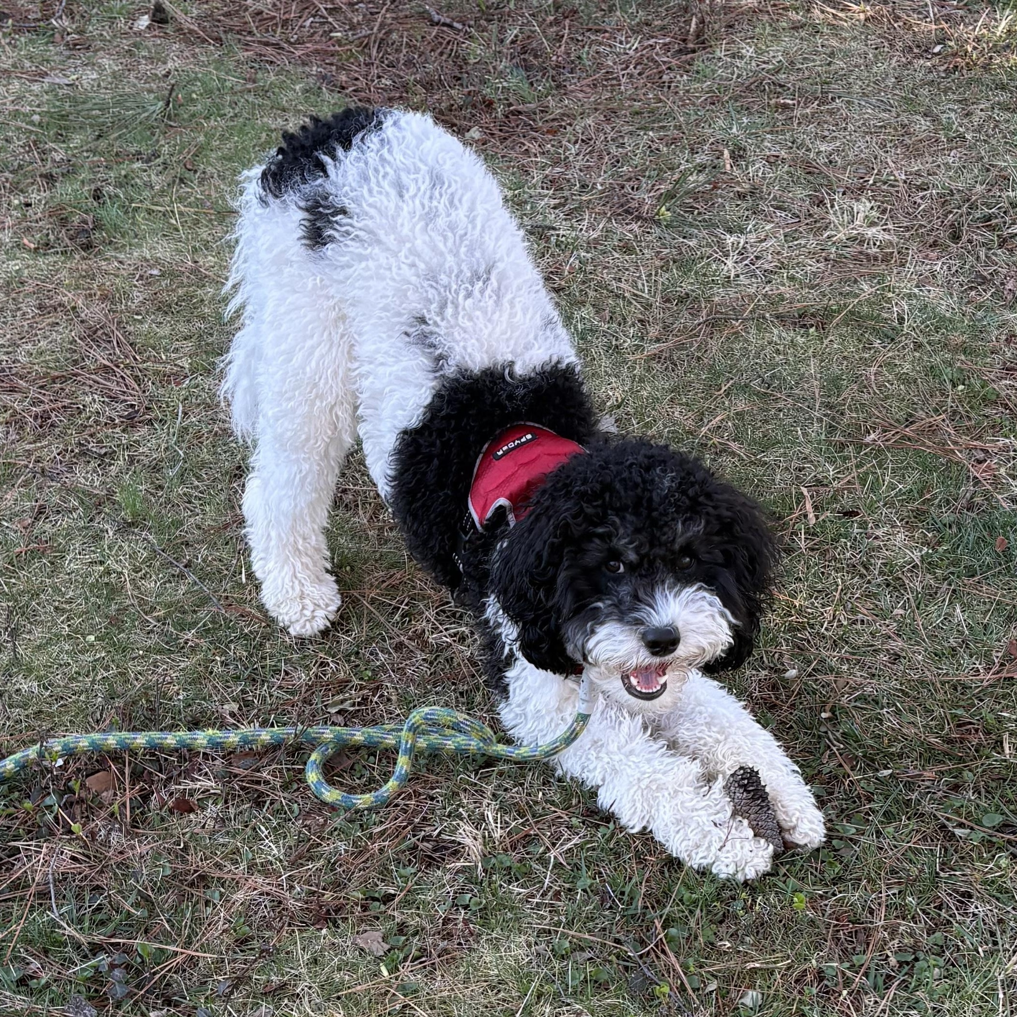 Enlarge Nitro , an adopted Cockapoo in Richmond, VA image 3/6