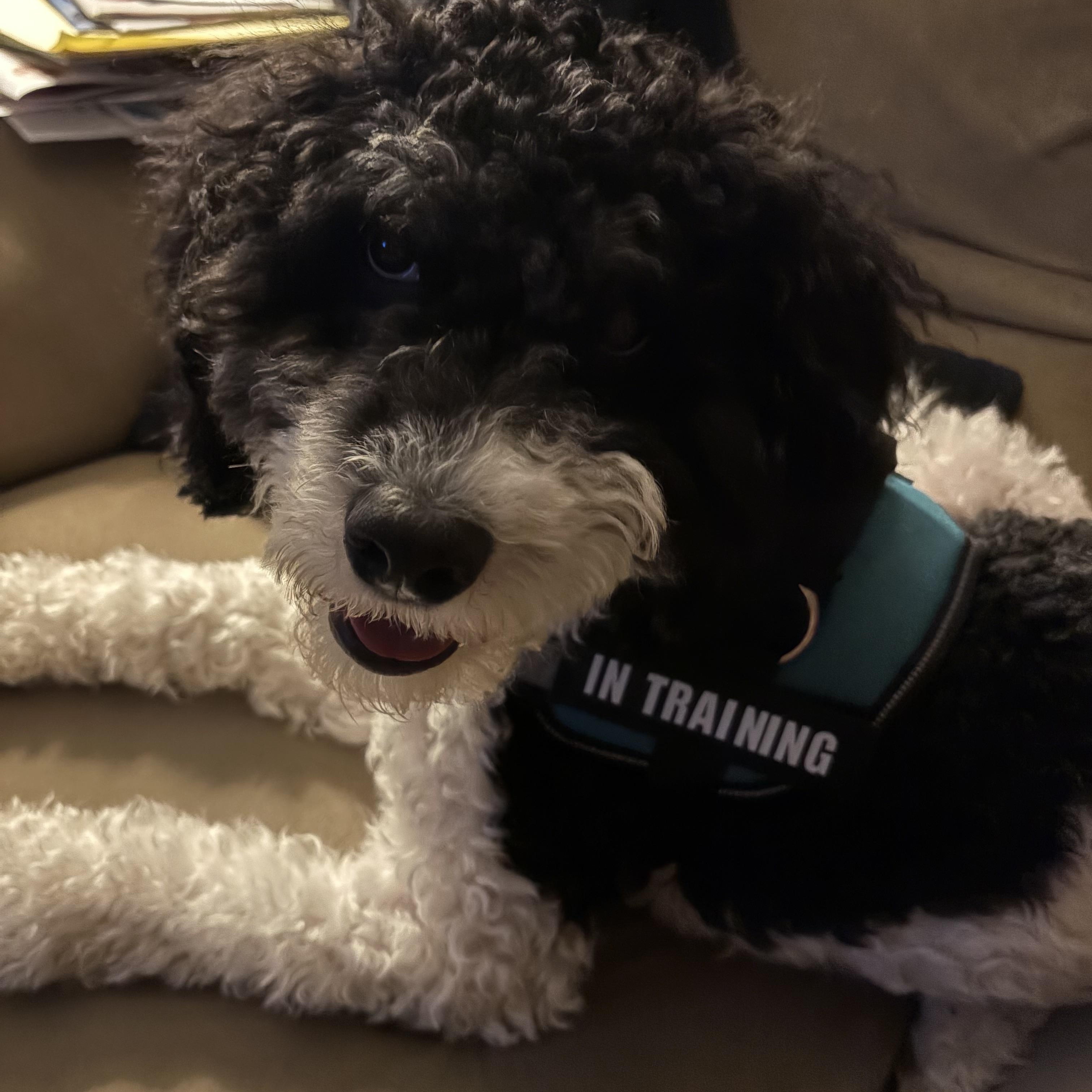 Enlarge Nitro , an adopted Cockapoo in Richmond, VA image 6/6