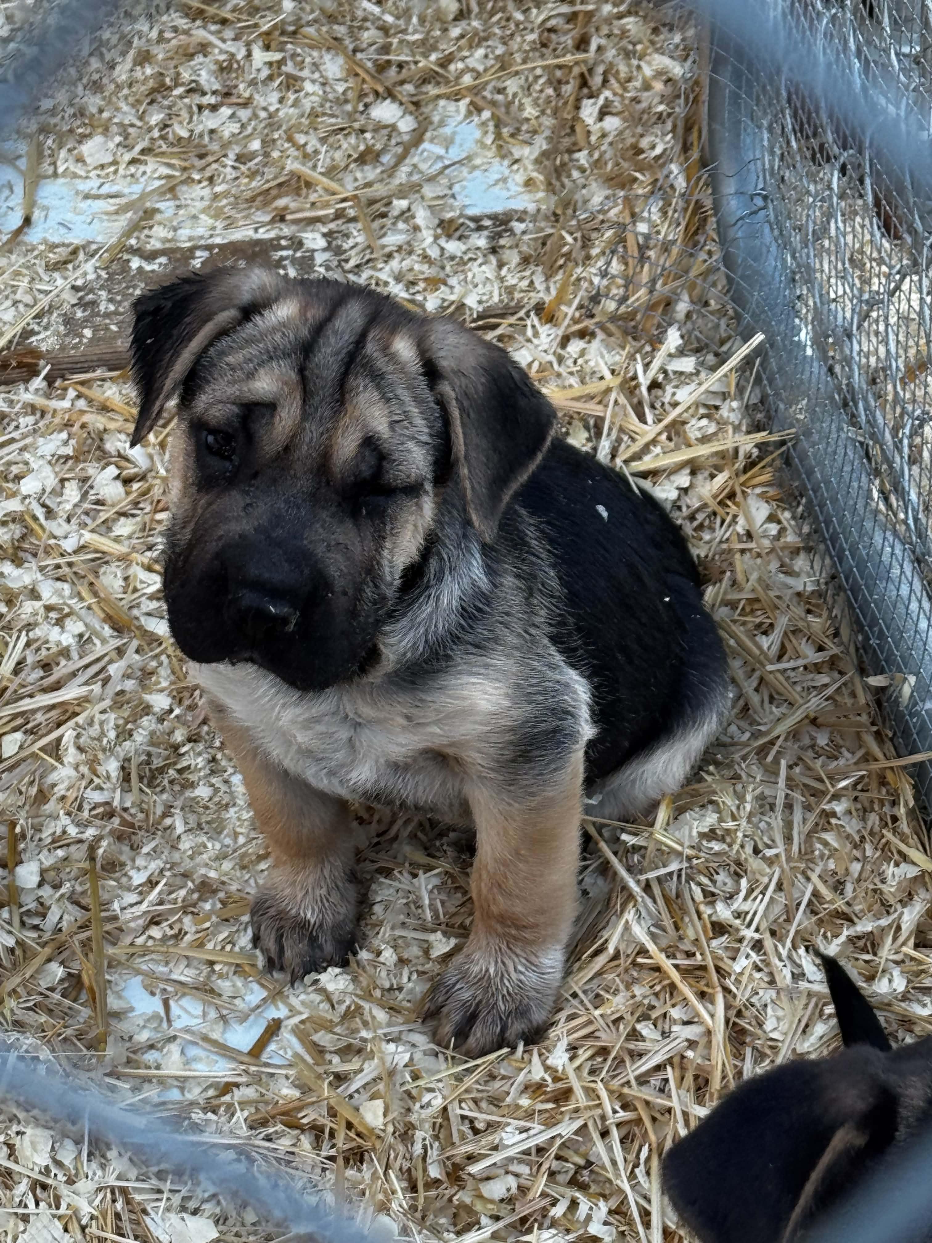 Shepherd Mix Puppies, a ADOPTABLE mixed breed in Bend, OR image 2/2