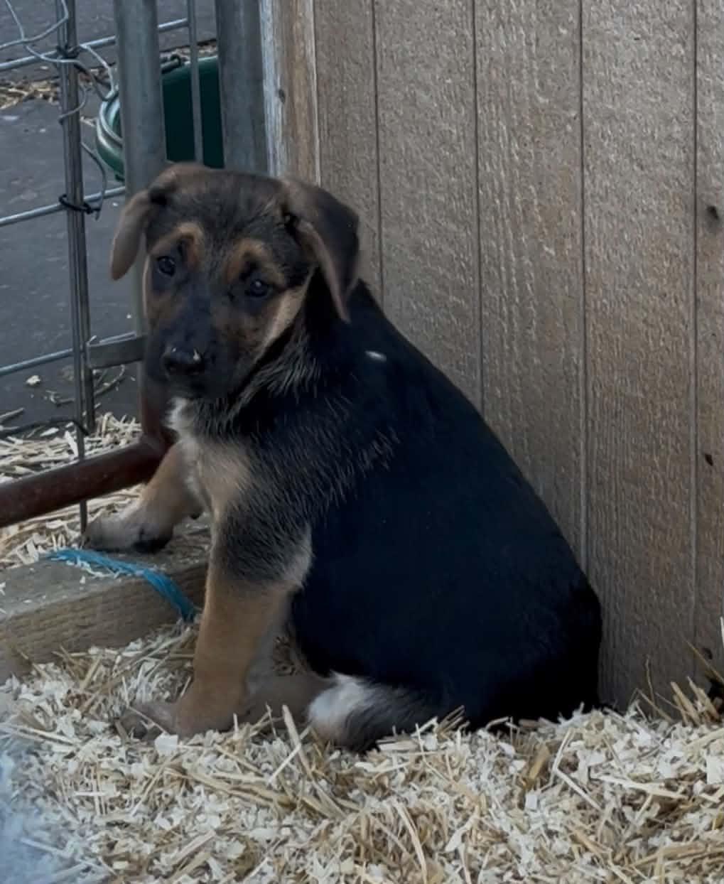 Shepherd Mix Puppies, ADOPTABLE, Puppy Male Shepherd.