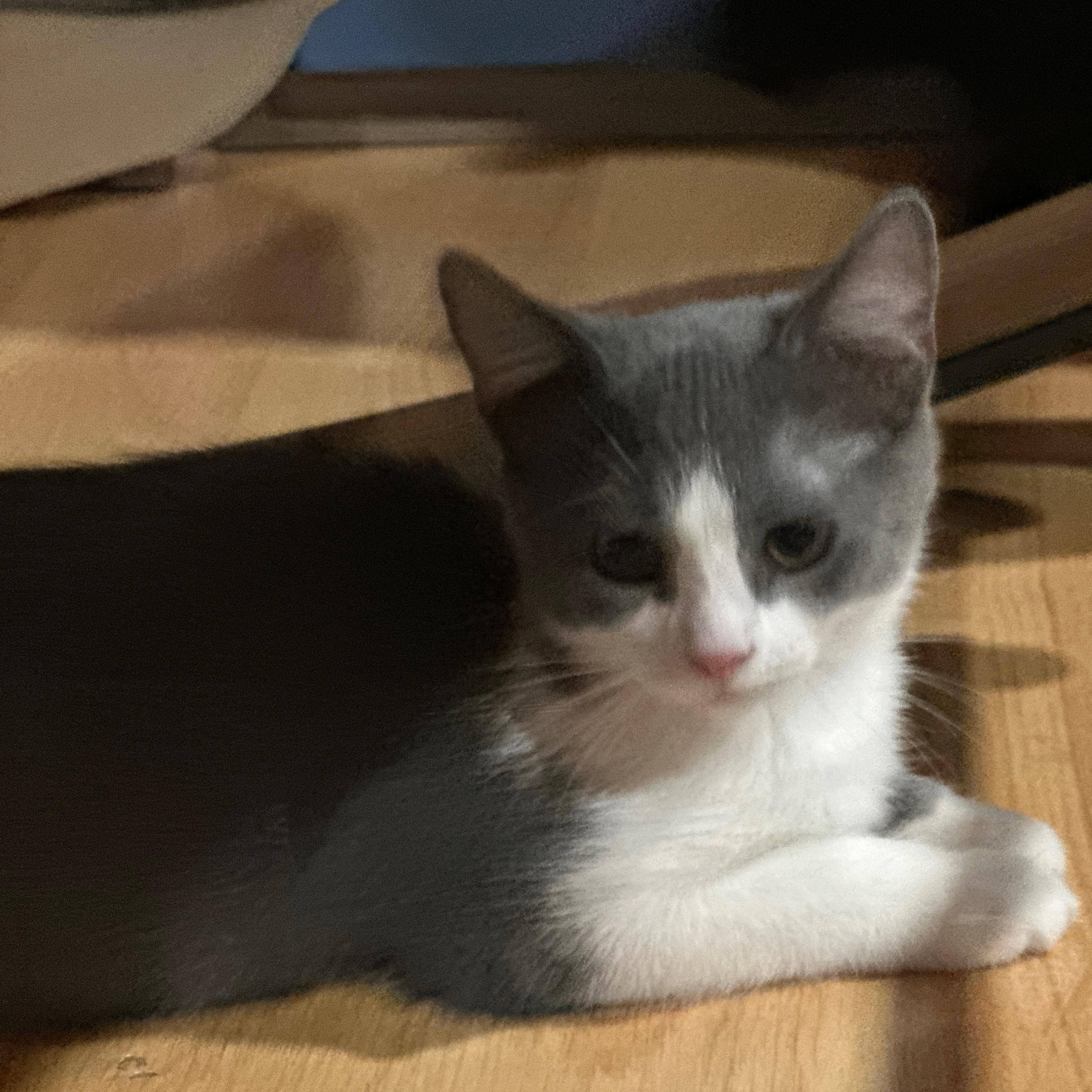 Joey, an adopted Domestic Short Hair in Rochester Hills, MI image 1/2