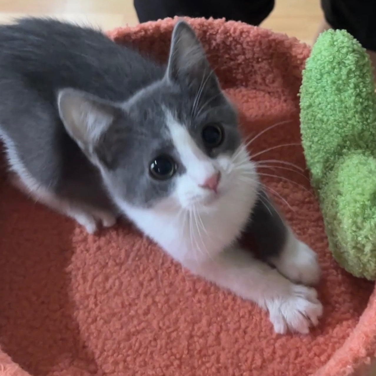 Joey, an adopted Domestic Short Hair in Rochester Hills, MI image 2/2