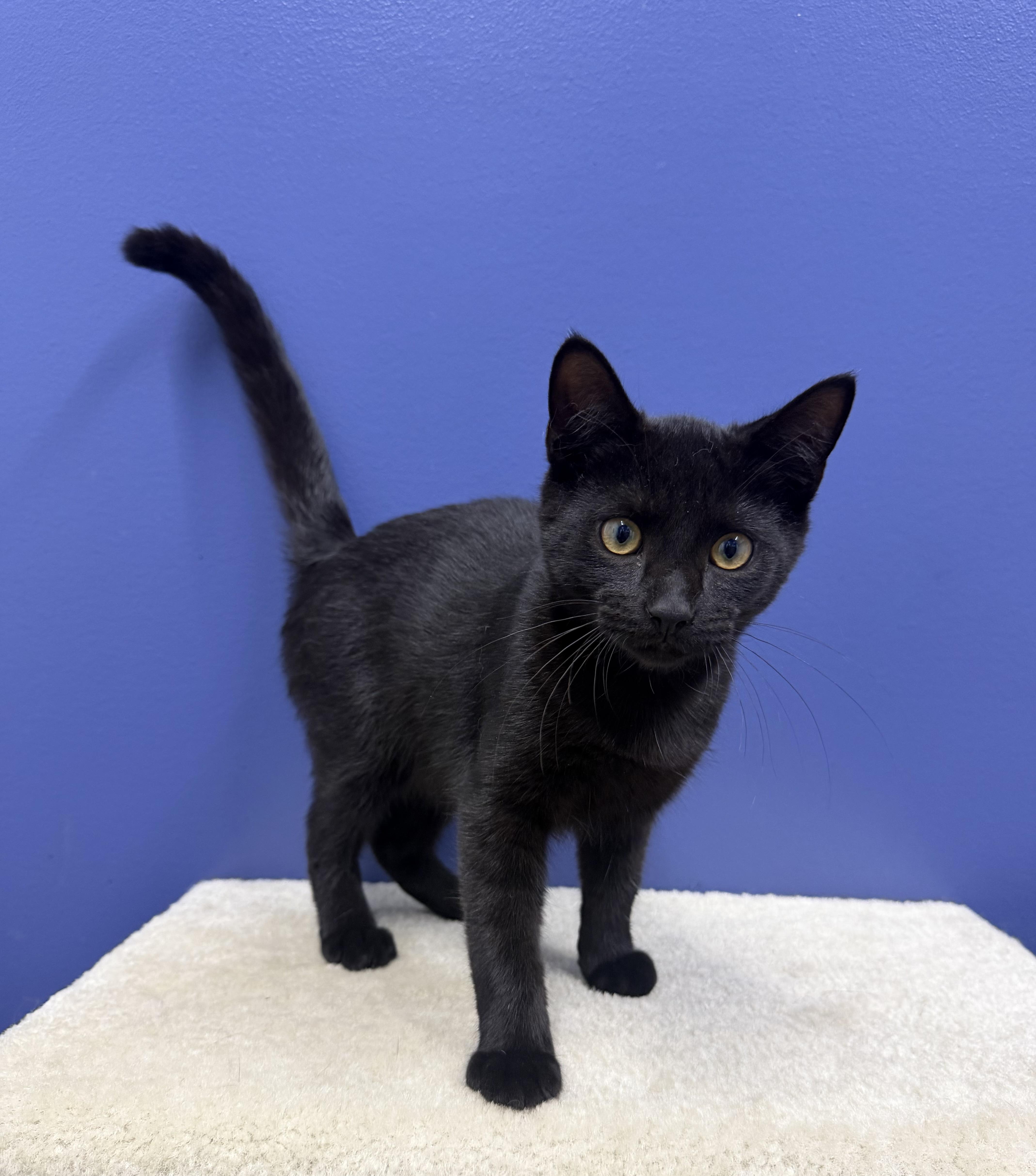 Pepper, a ADOPTABLE Domestic Short Hair in High Ridge, MO image 2/2