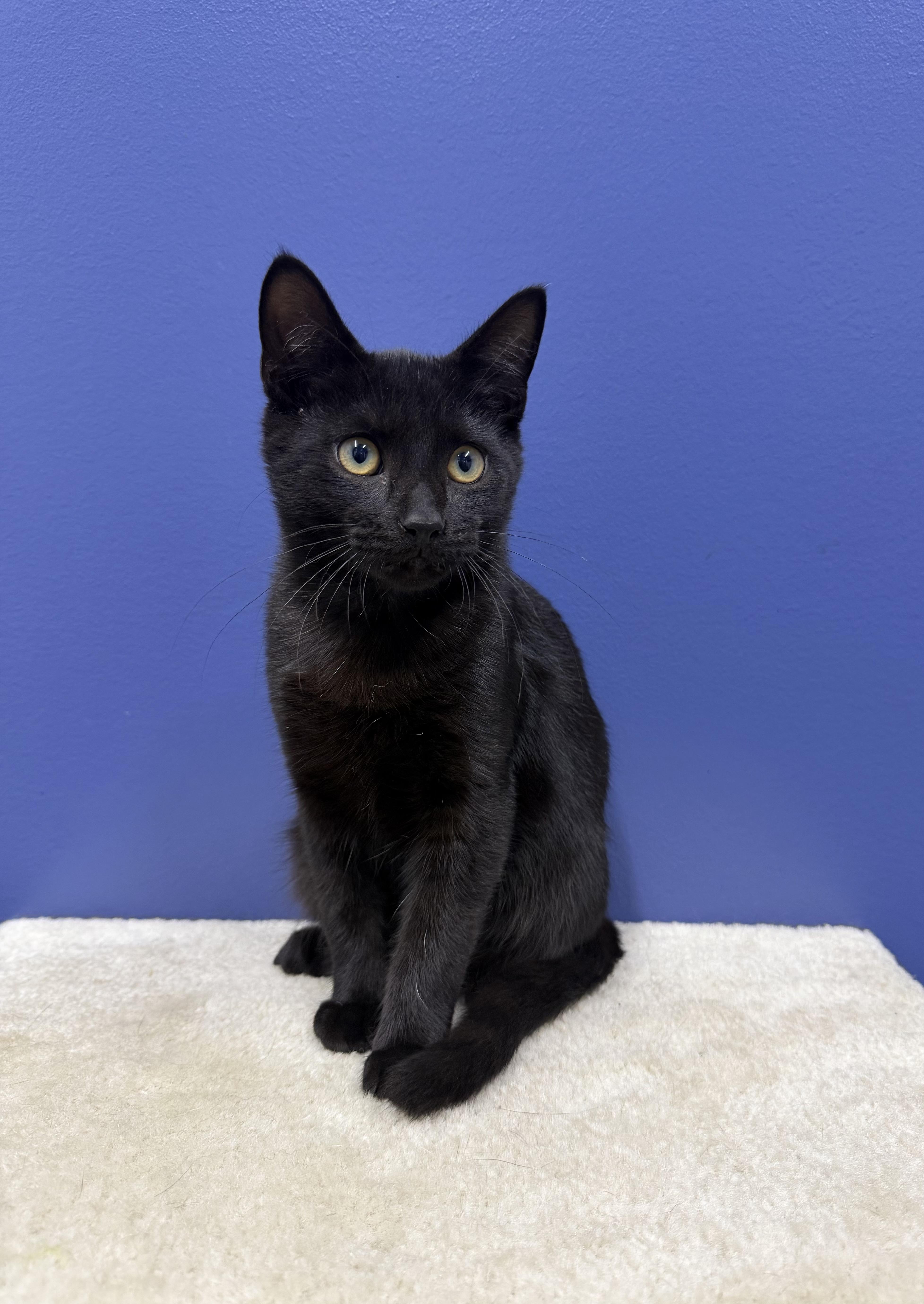 Pepper, a ADOPTABLE Domestic Short Hair in High Ridge, MO image 1/2