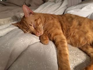 Enlarge Helios, a ADOPTABLE Domestic Short Hair in La Canada, CA image 2/4