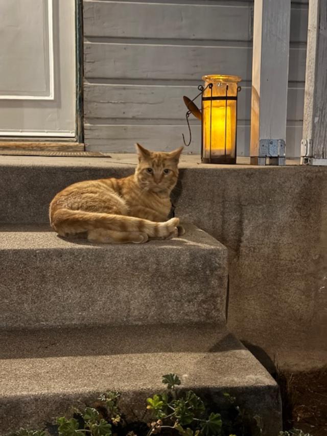 Enlarge Helios, a ADOPTABLE Domestic Short Hair in La Canada, CA image 4/4