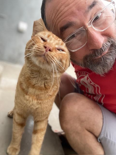 Enlarge Helios, a ADOPTABLE Domestic Short Hair in La Canada, CA image 1/4