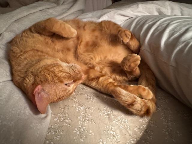 Enlarge Helios, a ADOPTABLE Domestic Short Hair in La Canada, CA image 3/4