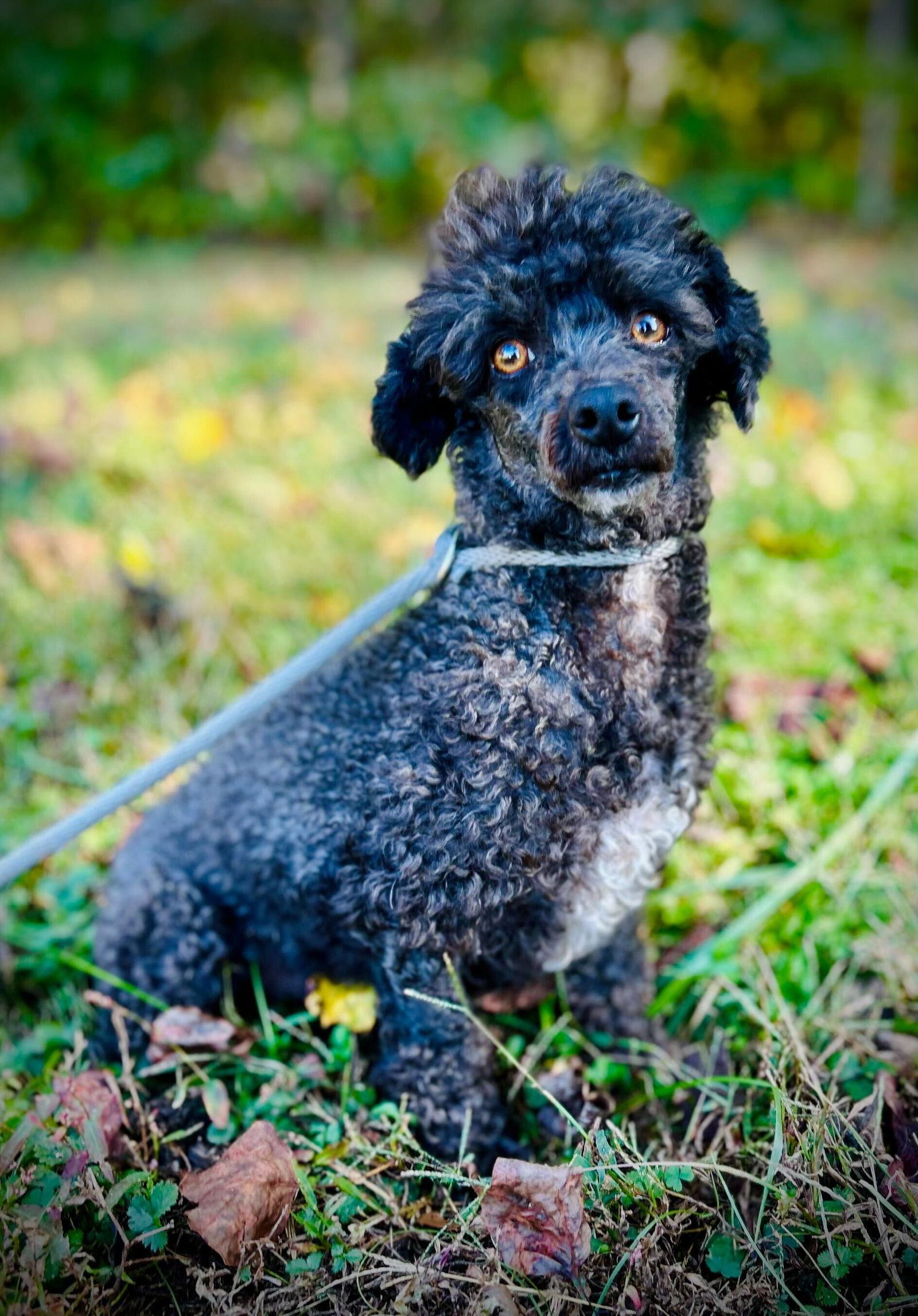 Pluto Jul 25, Adoptable, Adult Male Poodle.