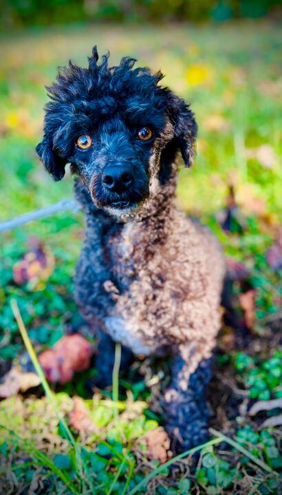 Pluto Jul 25, a Adoptable Poodle in Pacolet, SC image 2/3