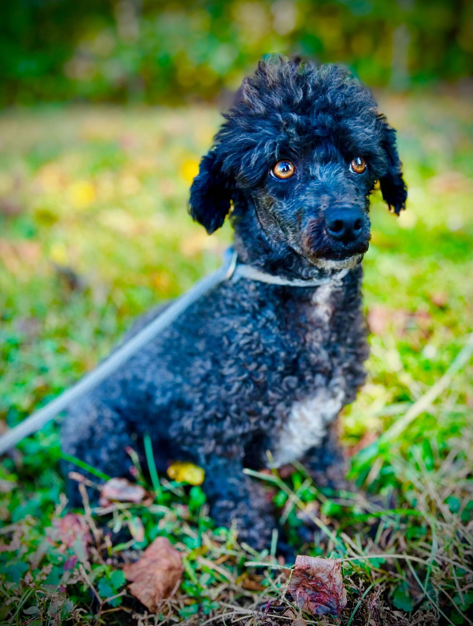 Pluto Jul 25, a Adoptable Poodle in Pacolet, SC image 3/3