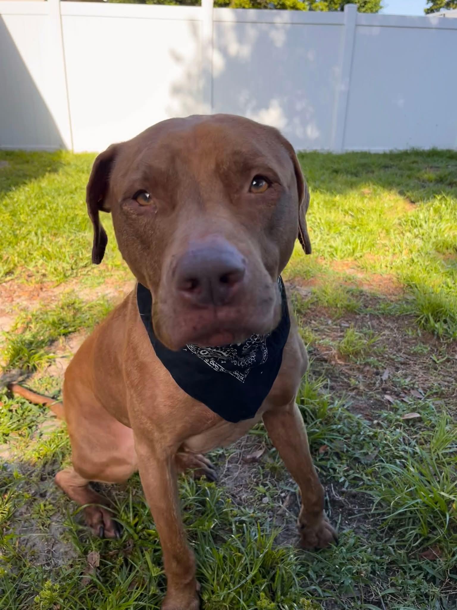 Buddy, a Adoptable mixed breed in Lakeland, FL image 1/3