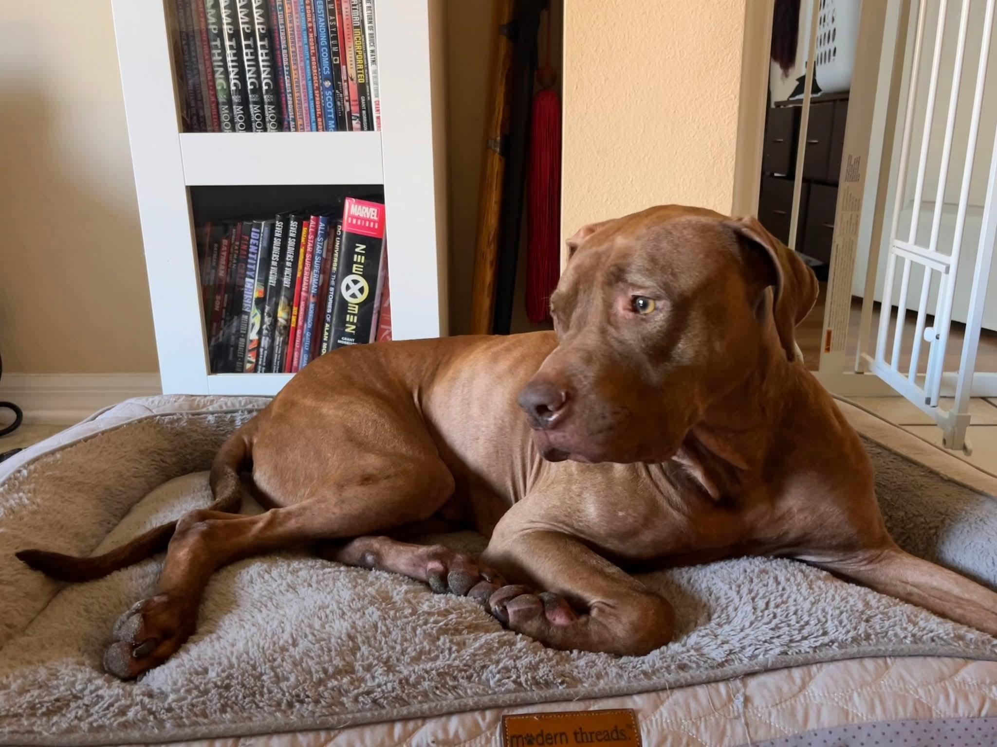 Buddy, a Adoptable mixed breed in Lakeland, FL image 2/3