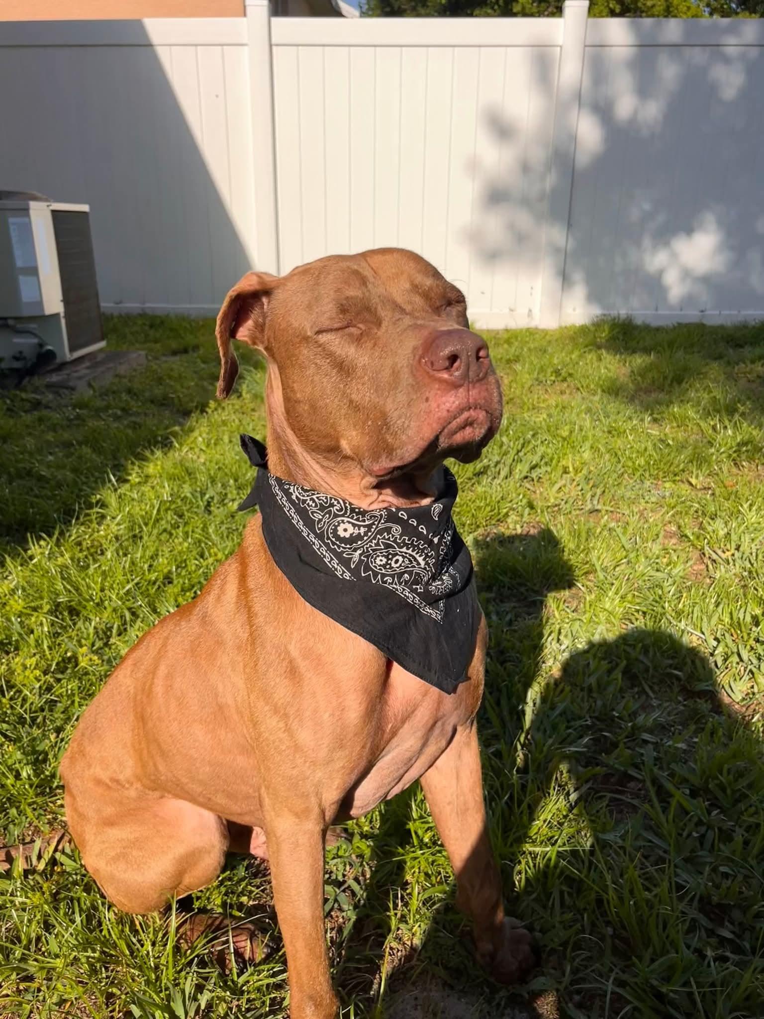 Buddy, a Adoptable mixed breed in Lakeland, FL image 3/3