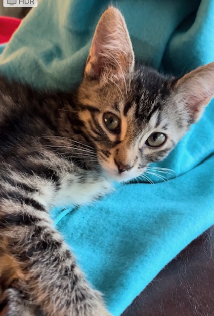 Enlarge James Potter (RR), a Adoptable mixed breed in Woodland Hills, CA image 3/5