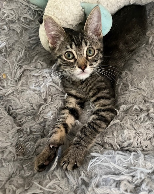 Enlarge James Potter (RR), a Adoptable mixed breed in Woodland Hills, CA image 2/5